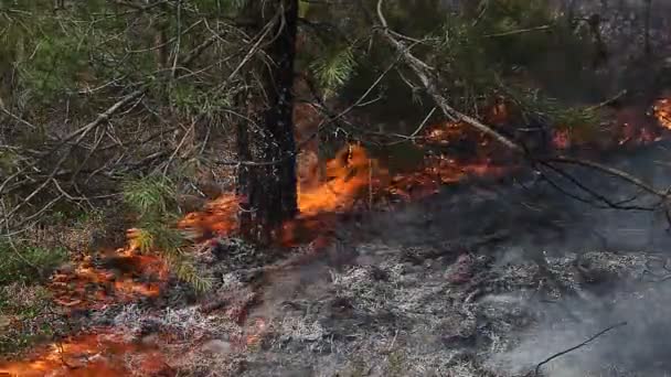 Zavřít pohled na lesní půdu požár pod borovicí — Stock video