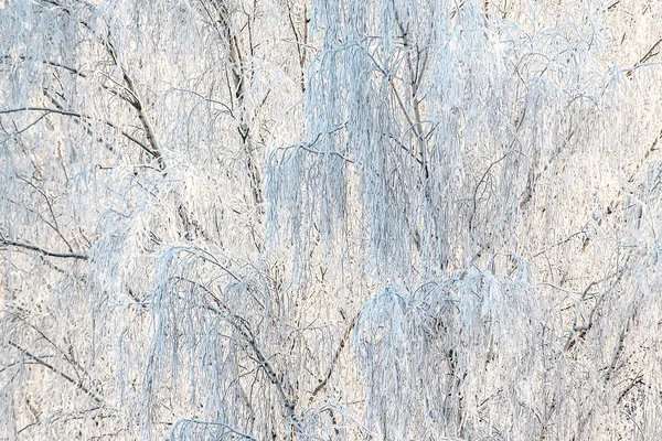 Trees in winter covered by white frost