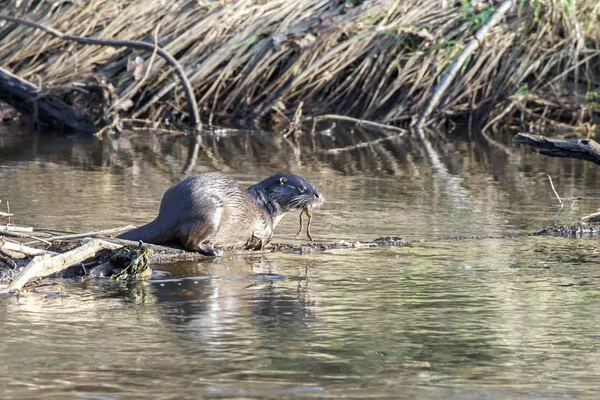 Lontra selvagem em ambiente selvagem real — Fotografia de Stock