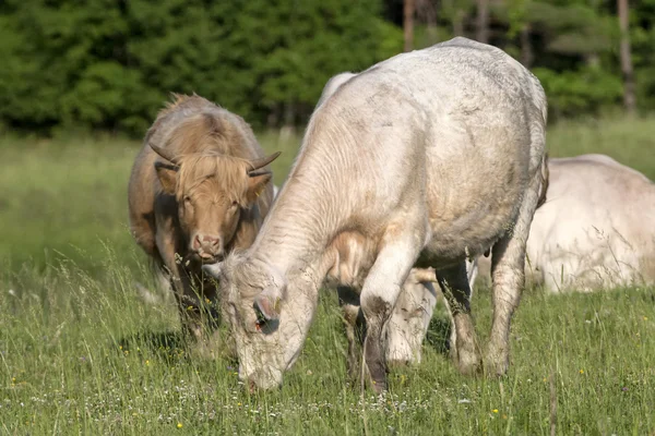 Cattle pasture in grassland — Stock Photo, Image