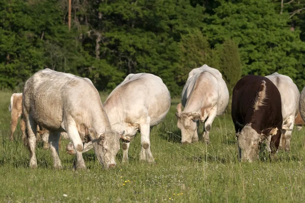 Många nötkreatur betar i gräsmark — Stockfoto