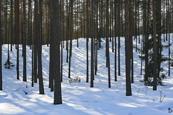 Gölgeli çam ağacı orman içinde kar üzerinde geç güneş ışınları