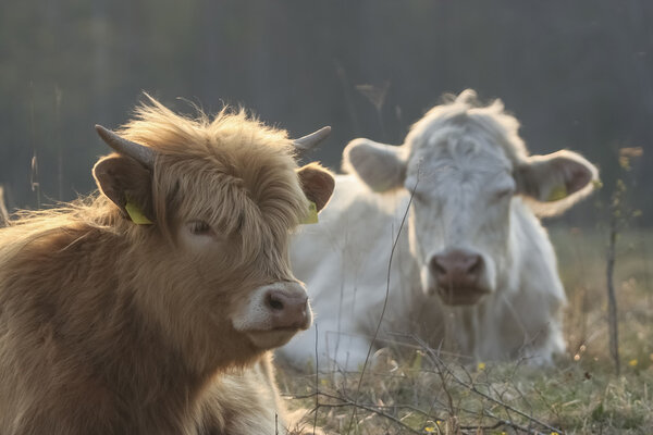 Cattle resting in the pasture