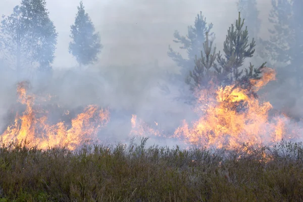 Bosque y brezal en llamas — Foto de Stock