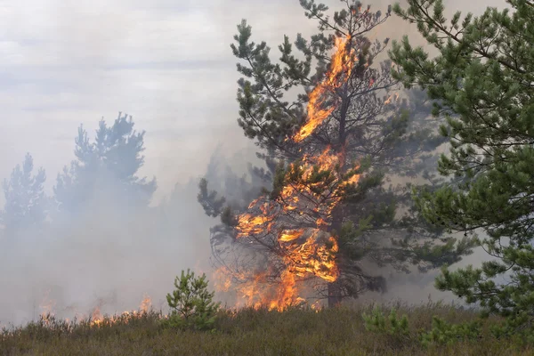 Unga tall i lågor av eld — Stockfoto