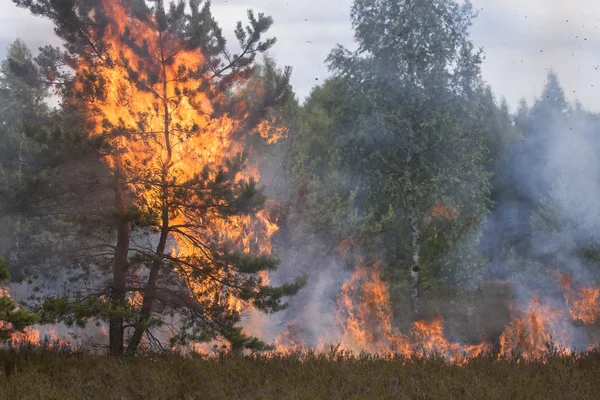 Couronne de pin dans les flammes du feu . Images De Stock Libres De Droits
