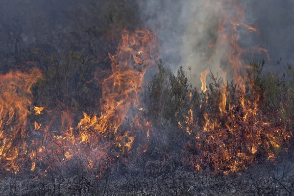 Incêndio — Fotografia de Stock