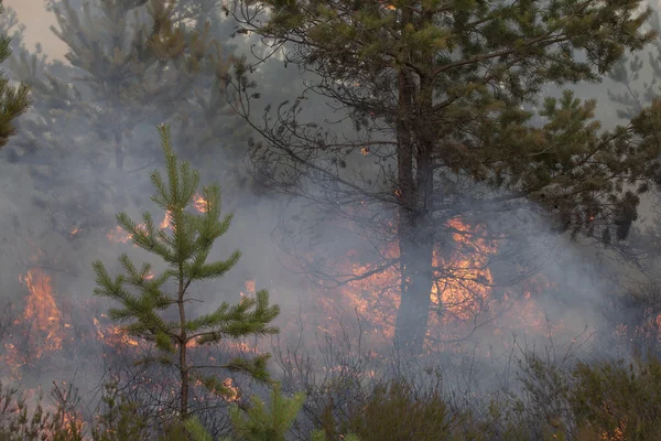 Trä brand och rök — Stockfoto