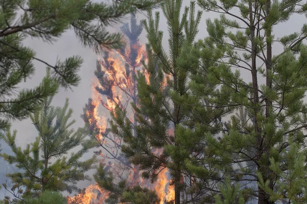 Fuego en corona de pino — Foto de Stock