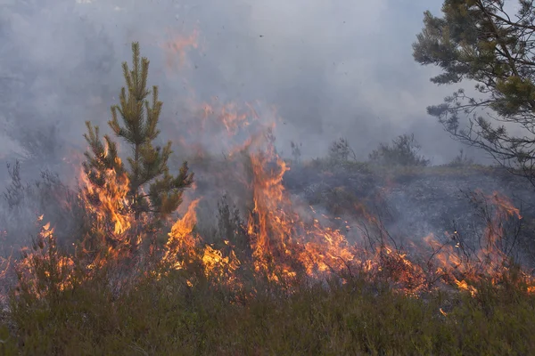 Ung furu i flammer – stockfoto