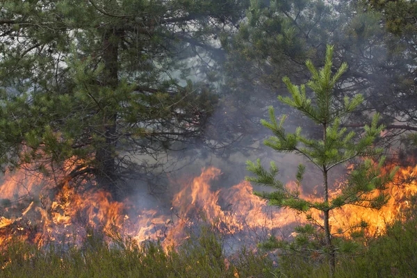 Pine wood fire — Stock Photo, Image