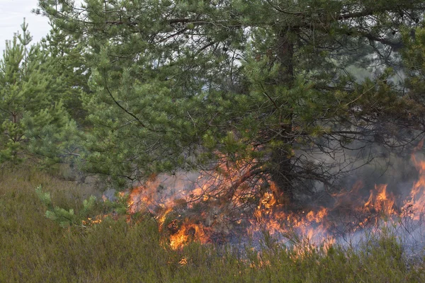 Skogsbränder — Stockfoto