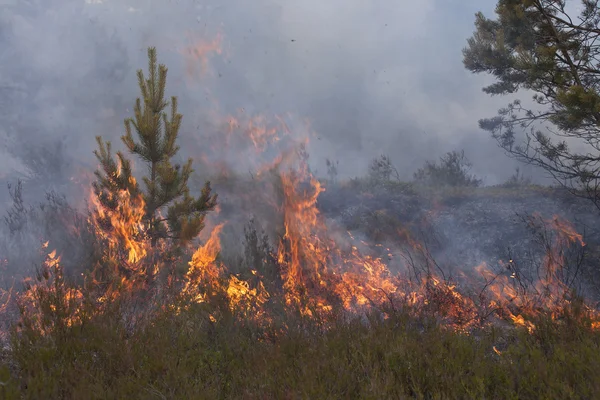 Jeune pin en flammes de feu Images De Stock Libres De Droits