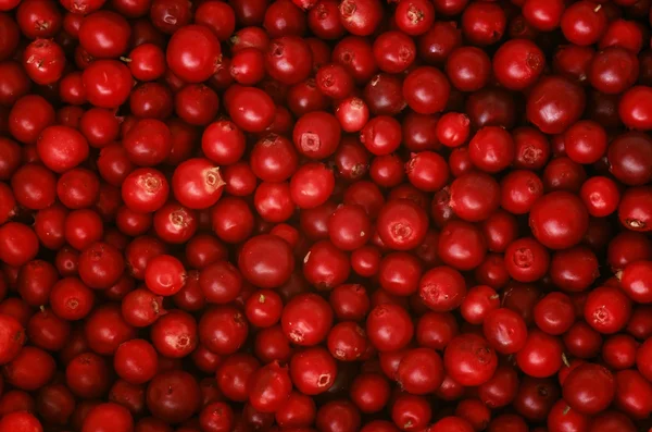 Lingonberries, inek çilek.