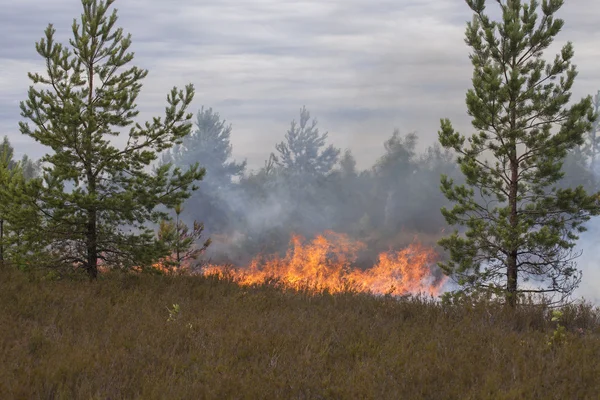 Heather i brand. — Stockfoto