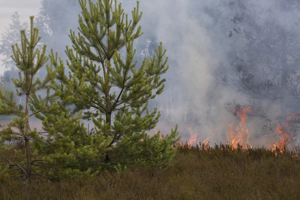 Bois de pin feu — Photo