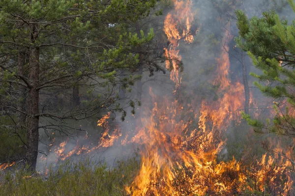 Jeune pin en flammes de feu . Photo De Stock