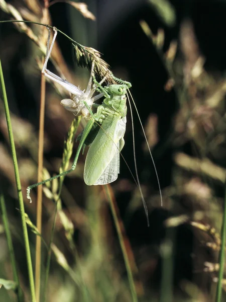 Ciclo de vida del saltamontes — Foto de Stock