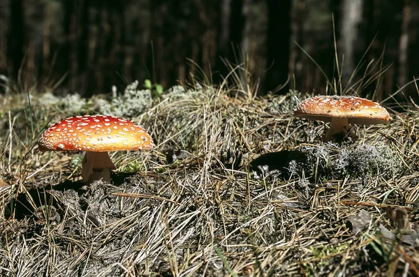 비행 거리 agaric, 버섯 — 스톡 사진