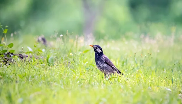 Szara Szpak Spacery Trawniku Zieloną Trawą Życie Ptaków Dzikiej Przyrody — Zdjęcie stockowe