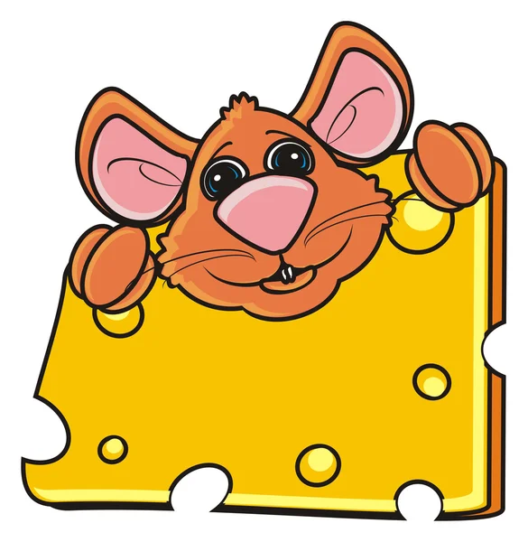 Muis snuit gluren achter een stuk kaas — Stockfoto