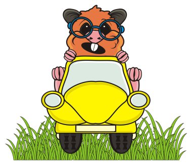 arabaya binme hamster