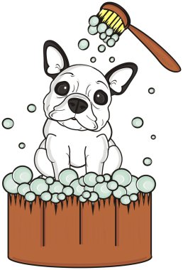 Bir havza içinde banyo köpek