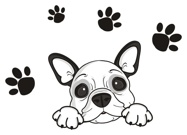 köpek ve pençeleri üzerinden izleri