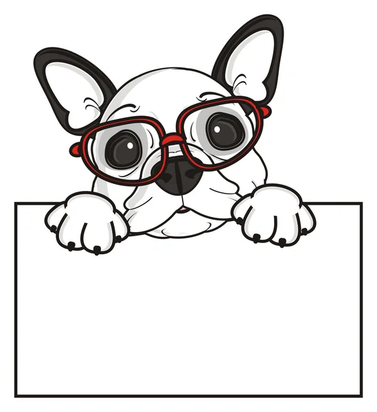 Pies w okularach — Zdjęcie stockowe