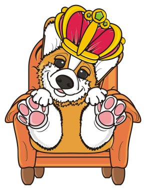 köpek bir sandalyede oturuyor