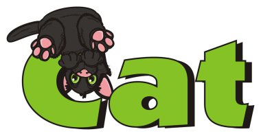 yazıt kedi zekâ kedi