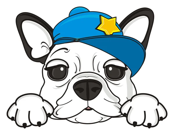 French bulldog in blue cap — Stock Photo, Image