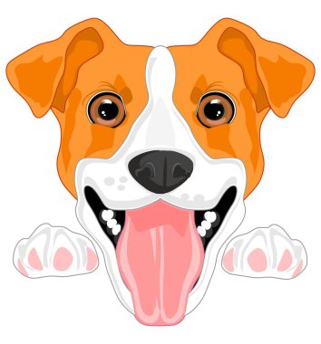 Jack Russell Terrier 'in komik yüzü