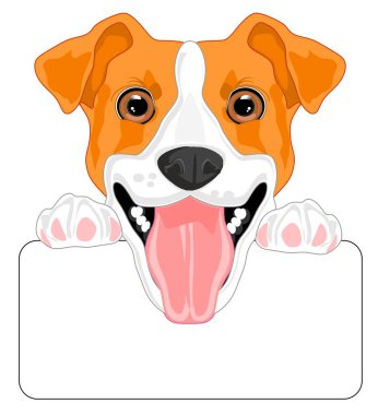 Beyaz kağıtlı Jack Russell Terrier