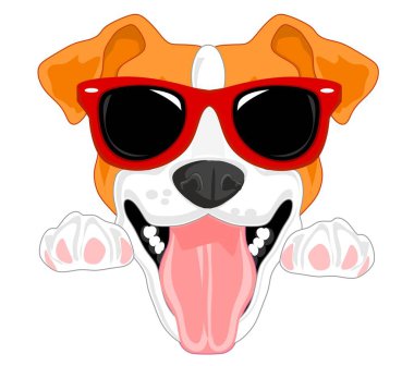 Jack Russell Terrier siyah güneş gözlüklü.