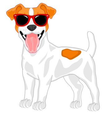 Jack Russell Terrier güneş gözlüklü.