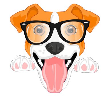 Jack Russell Terrier siyah gözlüklü.