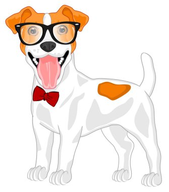 Jack Russell Terrier gözlüklü ve fiyonklu.