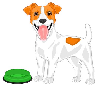 Jack Russell Terrier 'imi serbest bıraktım.