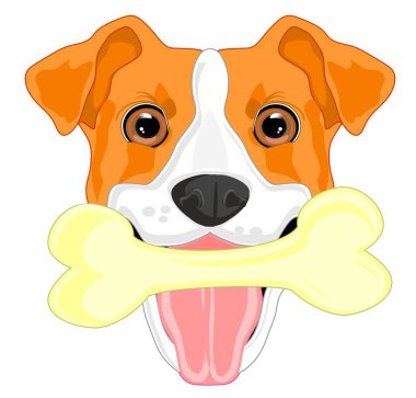 Jack Russell Terrier ve Kemik