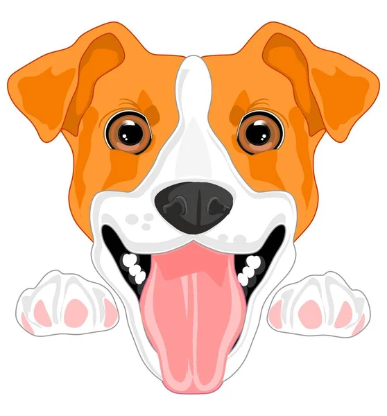 Jack Russell Terrier Komik Yüzü — Stok fotoğraf