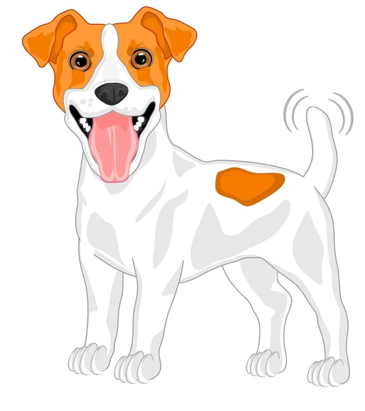 Przyjazny Jack Russell Terrier Stoisko — Zdjęcie stockowe