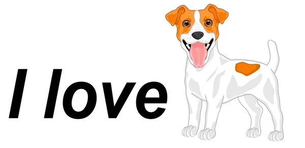 Kocham Jacka Russella Terriera — Zdjęcie stockowe