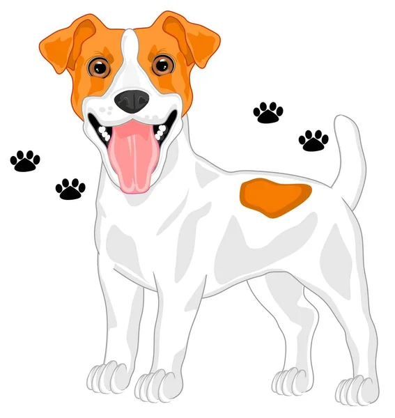 Jack Russell Terrier Och Tassar — Stockfoto