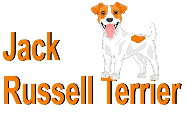 Jack Russell Terrier Seu Nome — Fotografia de Stock