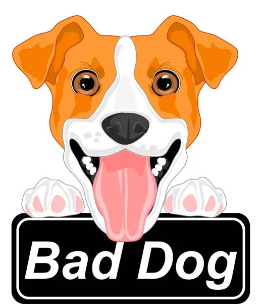 Jack Russell Terrier Bad Dog — Stock Photo, Image
