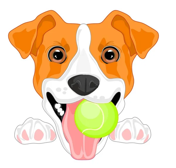 Jack Russell Terrier Con Pelota — Foto de Stock