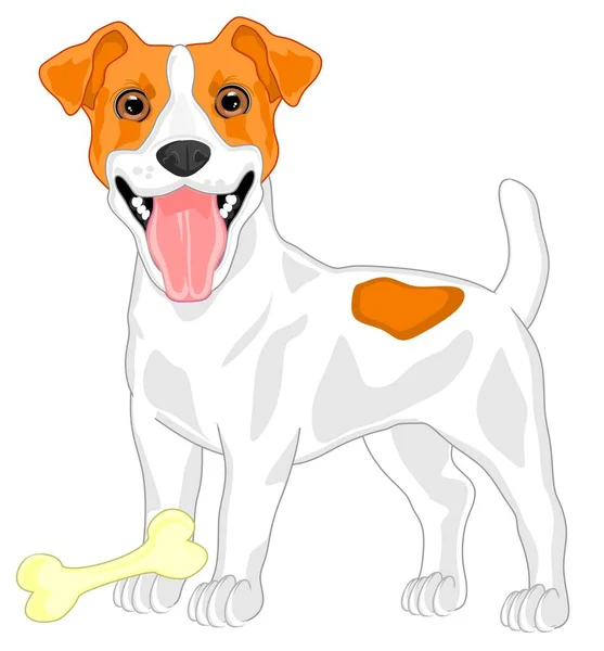 Jack Russell Terrier Bone — Stock Photo, Image
