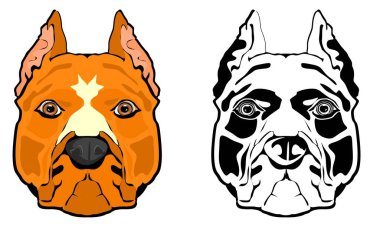 Amstaff 'ın iki farklı yüzü 