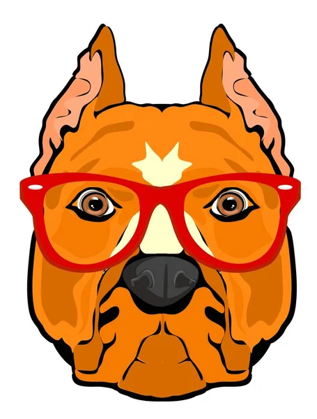 Face Amstaff Red Glasses — Stock Photo, Image